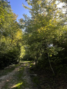 Parlak ağaçlar ve güneş ışığıyla çevrili bir patika..