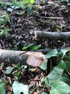 Yakın zamanda orman zemininde dinlenen dallar kesilmiş.