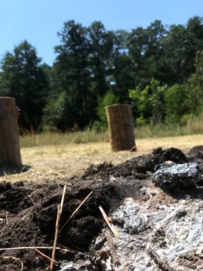 Kül ve kütükler güneşli bir orman bölgesinde mevcuttur..