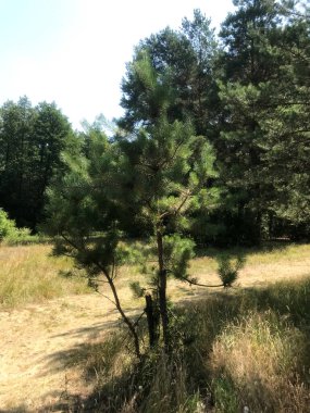 Uzun otlar ve ağaçlarla çevrili küçük bir çam ağacı duruyor..