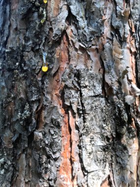 Ağaç kabuğu, güneş ışığında sızan sarı reçineyi gösteriyor.