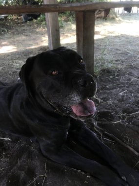 Siyah köpek gölgeli bir alanda yerde dinleniyor.