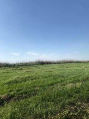 Üzerinde seyrek bulutlar olan geniş çimenli bir alan.