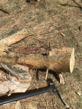 Kestikten sonra kütükler yere saçılmış..