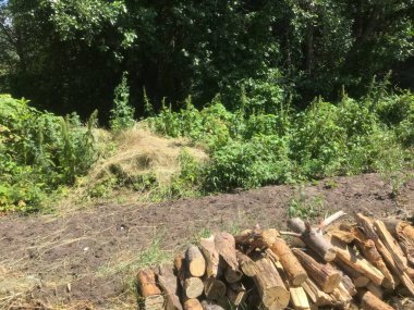 Yığılmış kütükler yemyeşil bitki örtüsü ve toprak patikanın yanında