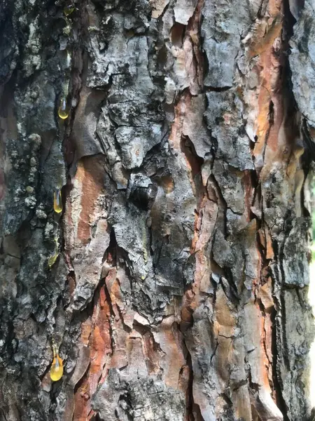 Ağaç kabuğu, ılık mevsimde taze reçine sızıntısı gösterir..