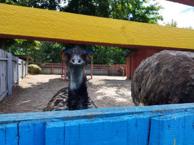 İki devekuşu bir çiftlikte etraflarını gözlüyor..