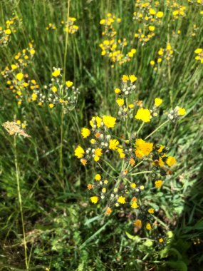 Parlak sarı çiçekler yemyeşil bir tarlada yeşerir..