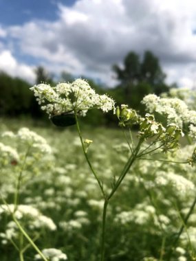 Beyaz çiçekli bitkiler açık havada hafif bir esintide sallanıyor..