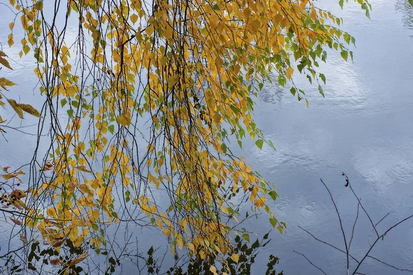 자작나무 가지들 과작은 초록색 가을에는 호수의 돋아나 — 스톡 사진