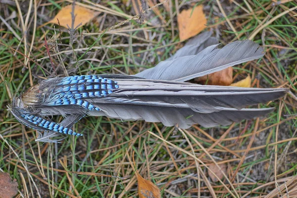 Parte Dell Ala Uccello Gay Morto Con Piume Colorate Giace — Foto Stock