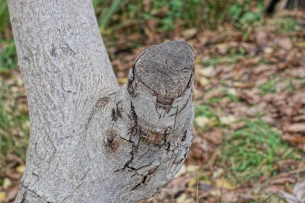Uma Árvore Noz Cinza Com Ramos Cortados Natureza — Fotografia de Stock