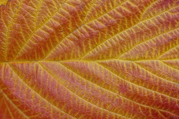 Натуральная Вегетативная Текстура Куска Большого Красного Желтого Листа — стоковое фото