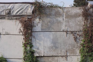 Sokakta kuru ve yeşil bitki örtüsüyle kaplanmış gri beton bloklardan oluşan bir duvarda.