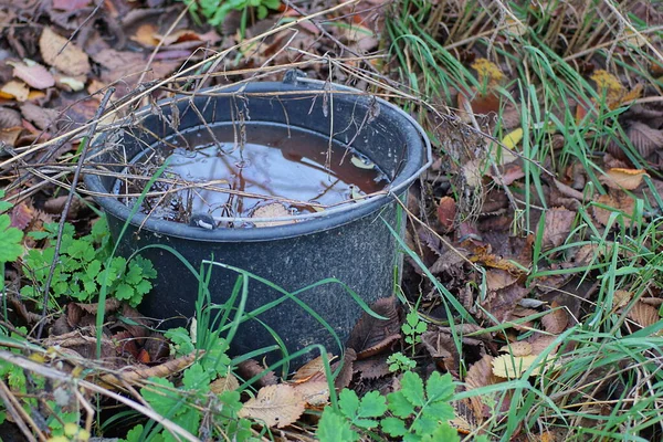 stock image one dirty black plastic bowl of water stands on the ground in brown fallen dry leaves and green grass on the street