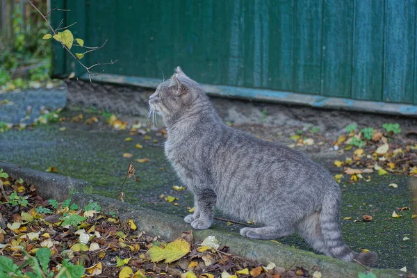 Jeden Duży Szary Kot Stoi Betonowym Krawężniku Ulicy Tle Zielonej — Zdjęcie stockowe