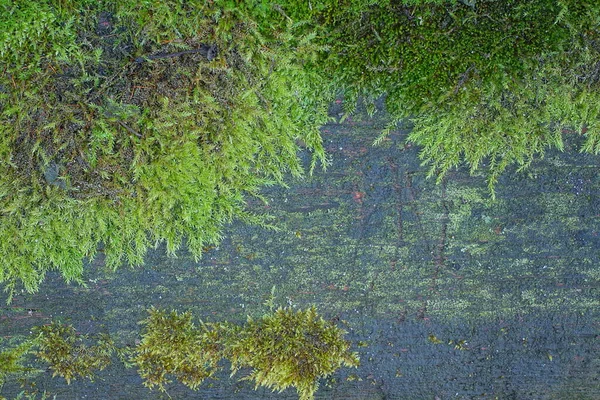 Texture Vieux Panneau Bois Gris Recouvert Mousse Verte — Photo