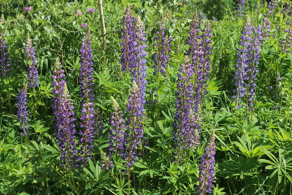 Beaucoup Longues Fleurs Bleues Lupins Dans Végétation Verte Été Nature — Photo
