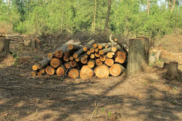 Uma Pilha Troncos Cortados Árvores Álamos Pinheiros Natureza Floresta — Fotografia de Stock