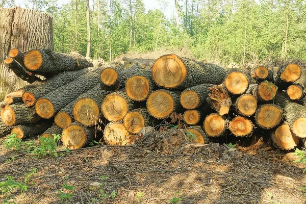 Uma Pilha Troncos Cortados Árvores Álamos Pinheiros Natureza Floresta — Fotografia de Stock