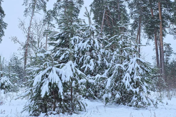 Viele Kleine Nadelbäume Weißen Schnee Winterwald — Stockfoto