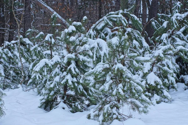 Nombreux Petits Pins Verts Conifères Dans Neige Blanche Dans Forêt — Photo