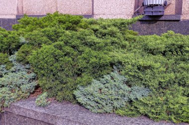 Kahverengi duvarın yanındaki caddede yeşil kozalaklı çalılar var.