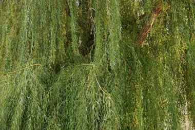 Kahverengi söğüt ağacı dallarında yeşil yaprakların doğal bitki dokusu.