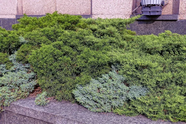 Kahverengi duvarın yanındaki caddede yeşil kozalaklı çalılar var.