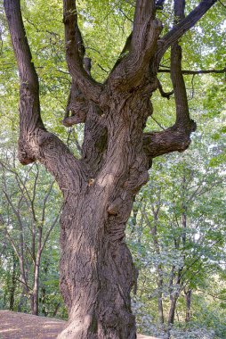 one large trunk of a gray large oak tree among green vegetation in a summer park