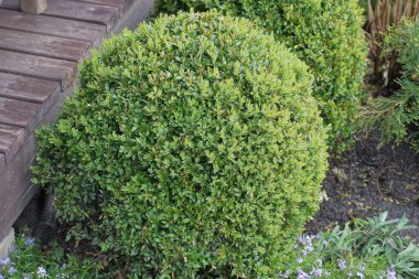 one round deciduous green ornamental shrub in the summer garden