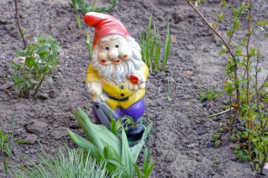 one colored decorative toy figurine in the shape of a gnome stands on gray ground among green vegetation in the garden