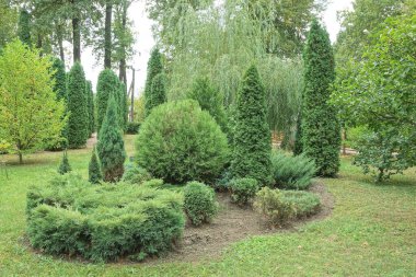 Bir sürü dekoratif yeşil kozalaklı ağaç ve çalılar parktaki çimlerde.