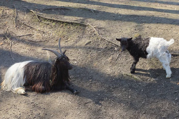 one big black white goat and a small goat on the gray ground in the farm