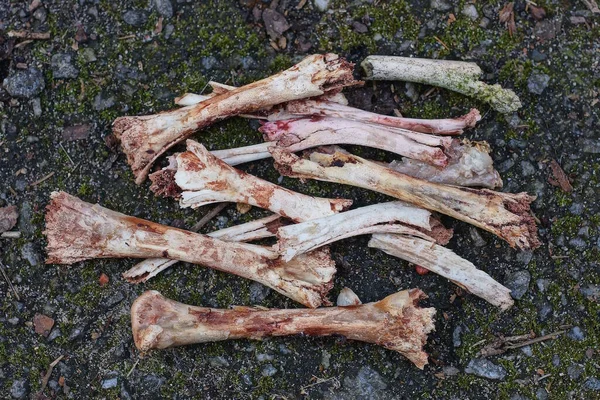 a pile of old chicken bones lie on gray asphalt in the street