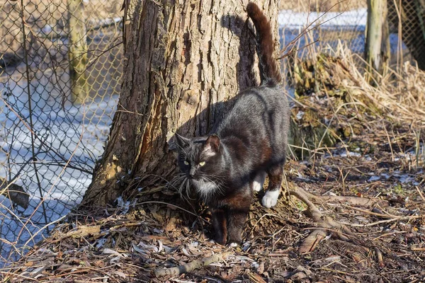 Один Чорний Кіт Стоїть Біля Сірого Дерева Сухій Траві Природі — стокове фото