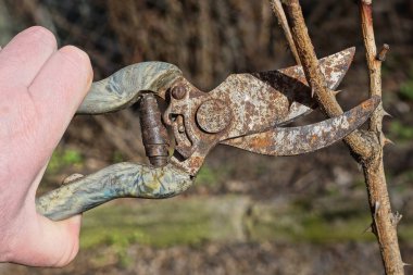 Bir el, bahar bahçesindeki bir bitkinin kahverengi kuru dalını budayarak paslı bir metal budayıcı tutuyor.