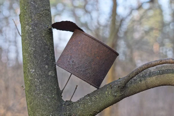 One Old Brown Rusty Iron Tin Can Stands Gray Tree — Stock Photo, Image