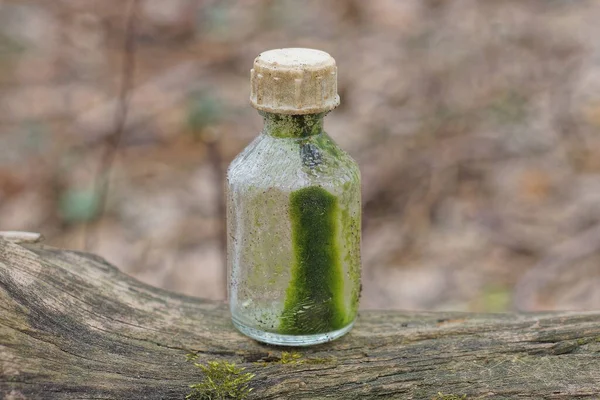 one small dirty glass old gray green bottle stands on a wooden tree branch in nature