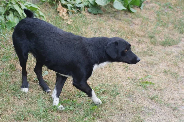 Ένα Μεγάλο Μαύρο Σκυλί Στέκεται Στο Έδαφος Και Πράσινο Γρασίδι — Φωτογραφία Αρχείου