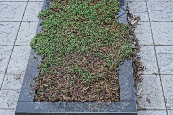 Šedý Černý Mramorový Náhrobek Hnědé Hlíně Zelenou Okrasnou Vegetací Hrobě — Stock fotografie