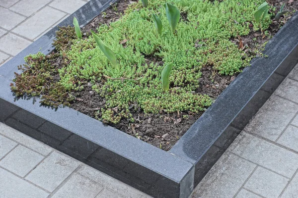Gravestone Mármore Preto Cinza Terra Marrom Com Vegetação Ornamental Verde — Fotografia de Stock