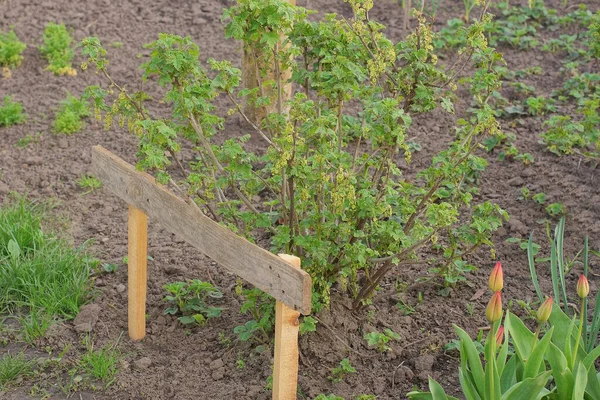 Vinbärsbuske Med Små Gröna Blad Fuktig Mark Vårträdgården — Stockfoto