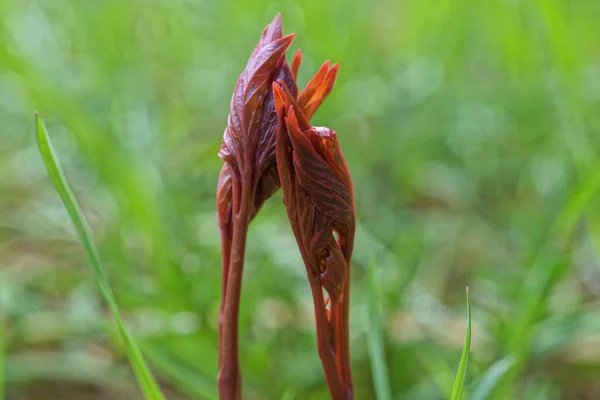 Dos Pequeños Brotes Rojos Plantas Entre Vegetación Verde Parque Primavera —  Fotos de Stock