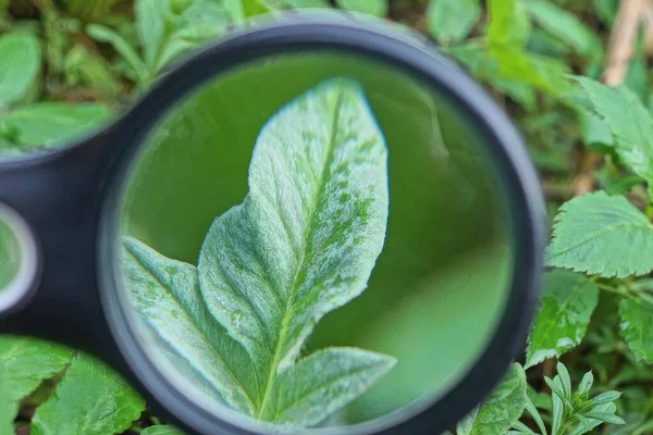 一个黑色放大镜可以增加自然界中植物的绿叶 — 图库照片