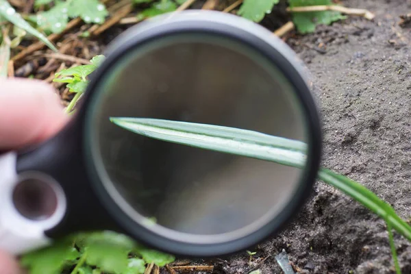 手にある黒い虫眼鏡は植物の長い緑の葉を自然に灰色の地面に拡大します — ストック写真