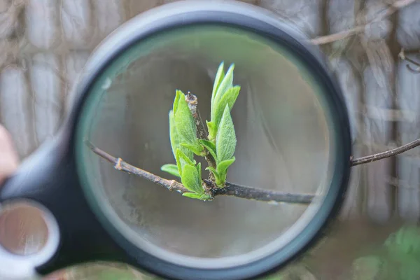 Ένα Στρογγυλό Λούστρο Μεγεθύνει Ένα Μικρό Πράσινο Φύλλο Ένα Λεπτό — Φωτογραφία Αρχείου
