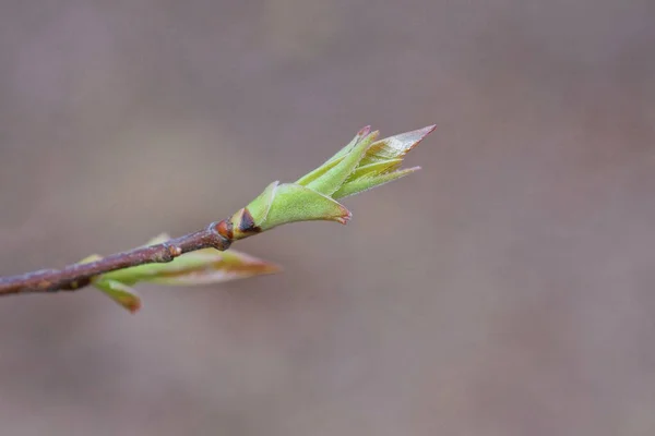 Green Bud Small Gray Leaves Thin Branches Tree Outdoors Spring — Stock Photo, Image