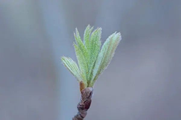 Zelený Pupen Malými Šedými Listy Tenkých Větvích Stromu Venku Jarním — Stock fotografie