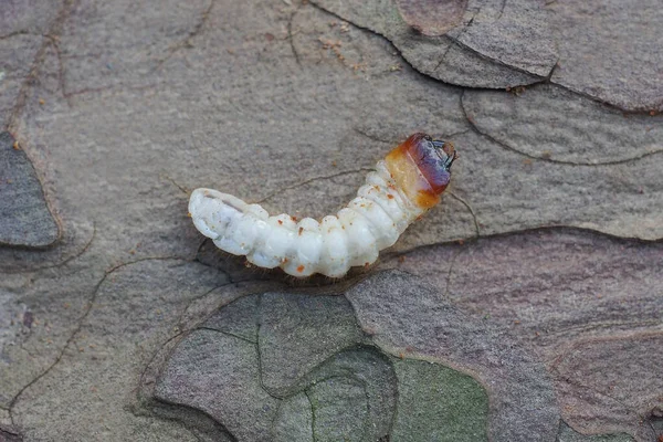 Una Larva Blanca Del Insecto Del Escarabajo Corteza Miente Corteza —  Fotos de Stock